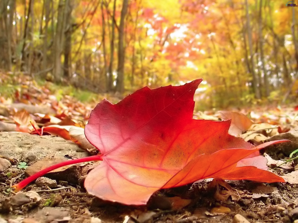 Fall-Blog-4-Tips